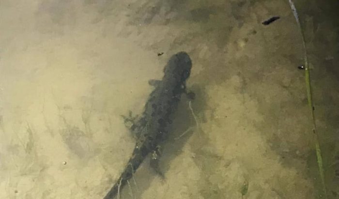 societat catalana d'herpetologia