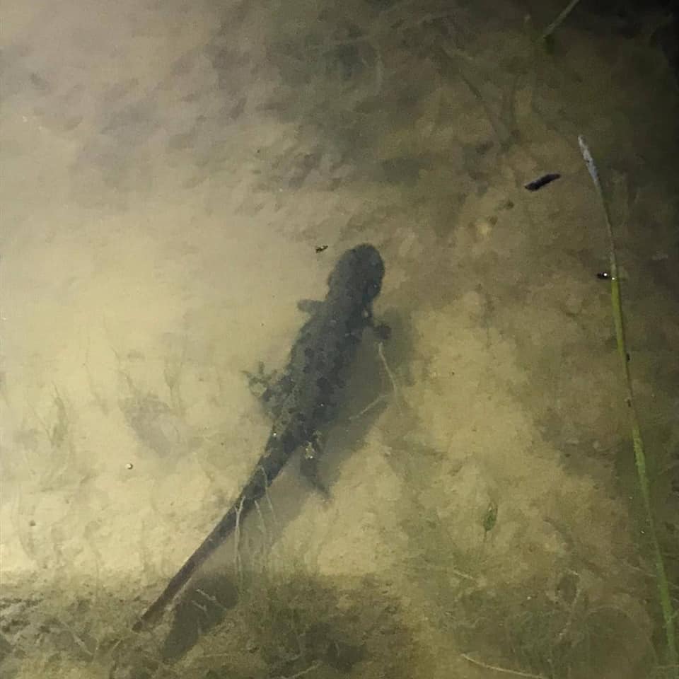 societat catalana d'herpetologia