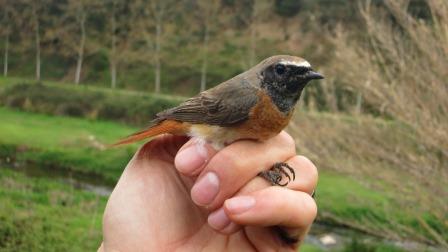anellament d'ocells amb l'Adenc
