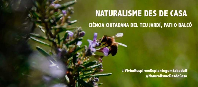 Adenc coronavirus naturalisme des de casa