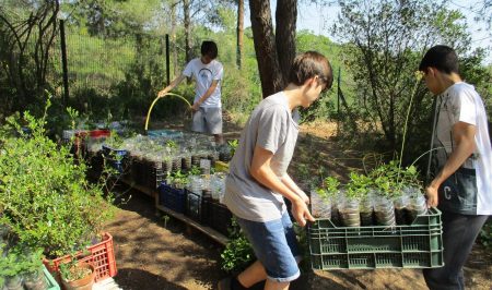 Biodiversitat Urbana a Bosc de Turull