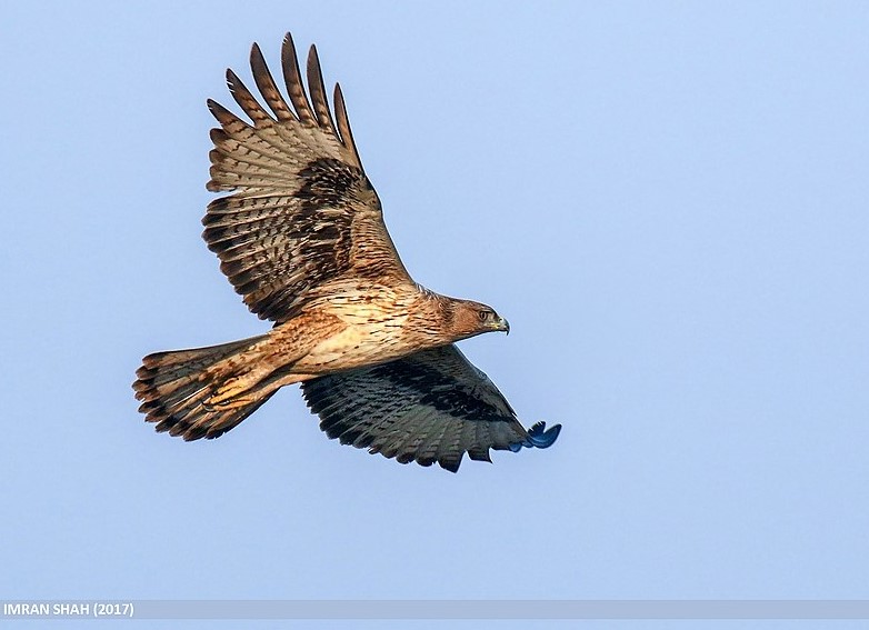 Aquila fasciata àguila cuabarrada