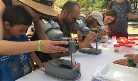 Bioblitz-Montserrat-Can-Macana-Insectes