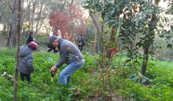 Bosc de Turull voluntariat