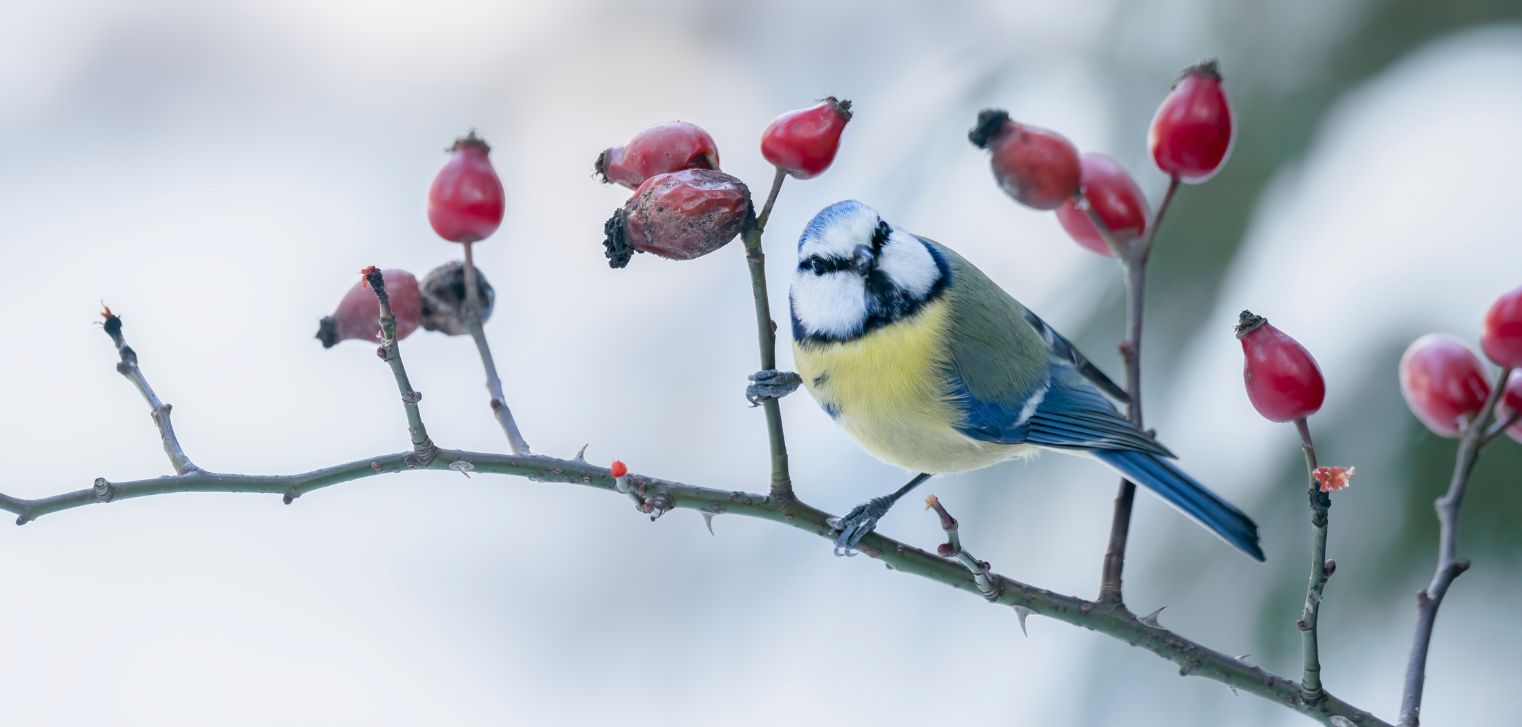 Butlletí de Voluntariat Ambiental Gener 2026