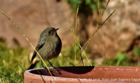 Cotxa Fumada Cens ocells de Jardí