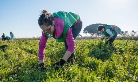 Espigolada Espigoladors