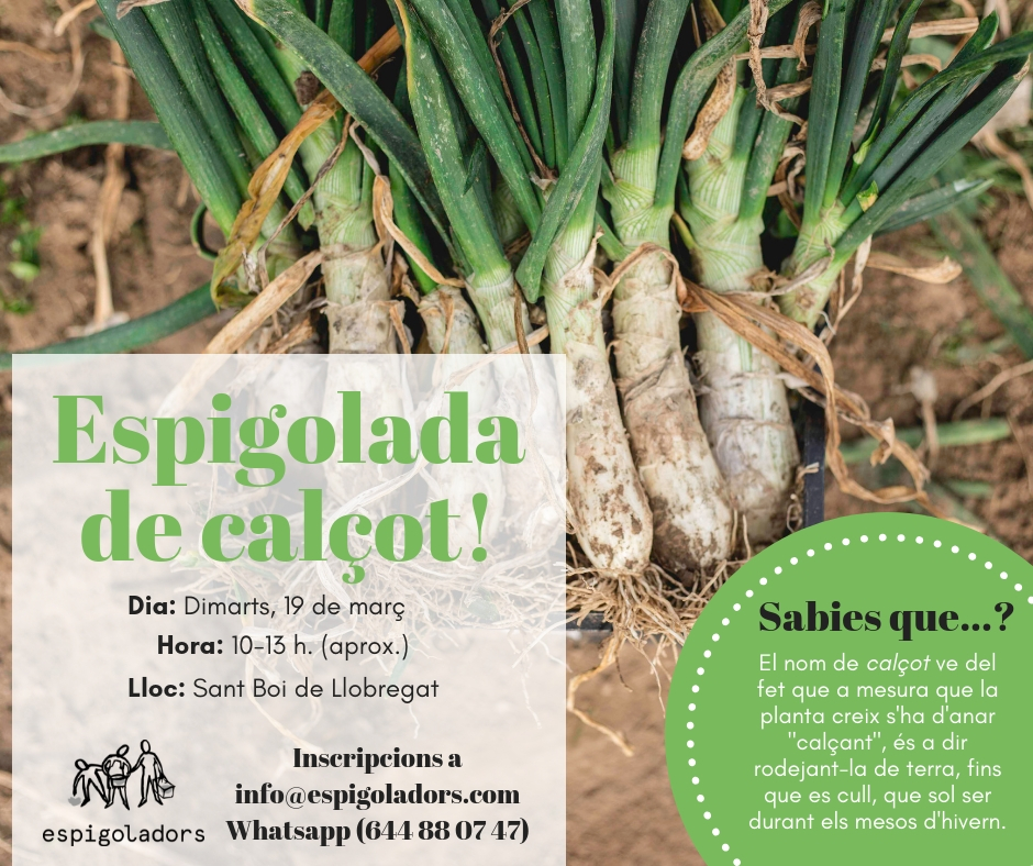 Espigolada de calçots
