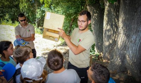 GN Freixe Caixes Niu