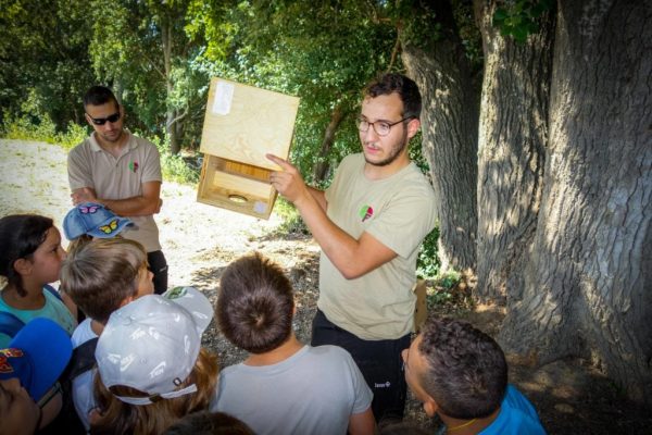 GN Freixe Caixes Niu