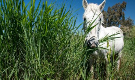 cavall de Camarga a la Reserva Natural de Sebes
