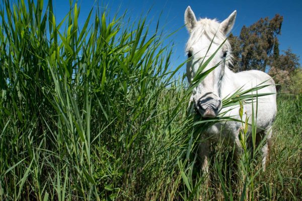 cavall de Camarga a la Reserva Natural de Sebes