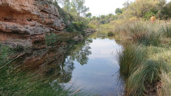 Graellsia Santes Creus