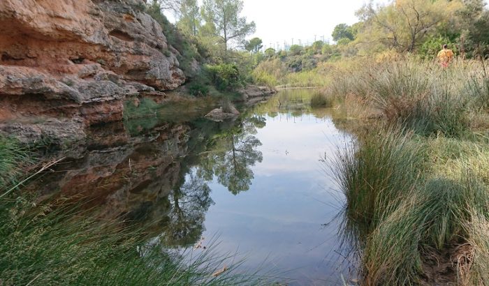 Graellsia Santes Creus