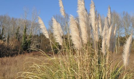 Cortaderia selloana, Imatge Josep Gesti Wikimedia
