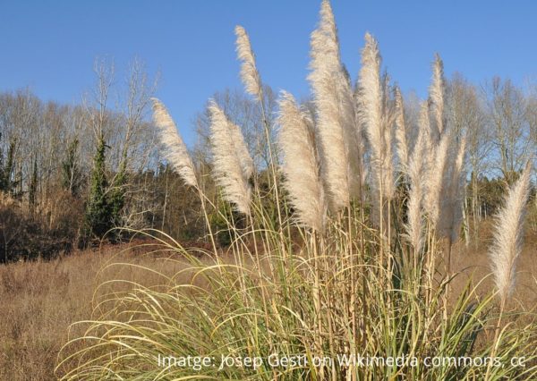 Cortaderia selloana, Imatge Josep Gesti Wikimedia