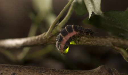 Jasja Dekker_Glowworm_Lampyris_noctiluca_cucadellum