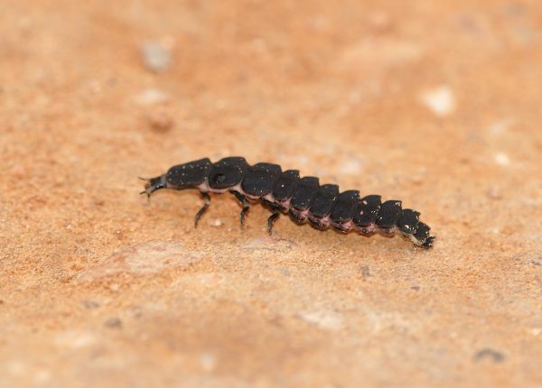 Ferran Pestaña - Flickr: Larva de Nyctophila reichii Foto de Ferran Pestaña