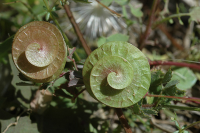 Medicago_orbicularis_75