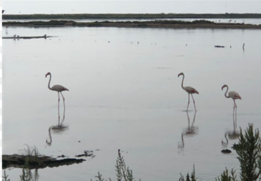 Monnatura Delta vol amb