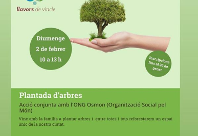 Osmon plantada 2 febrer