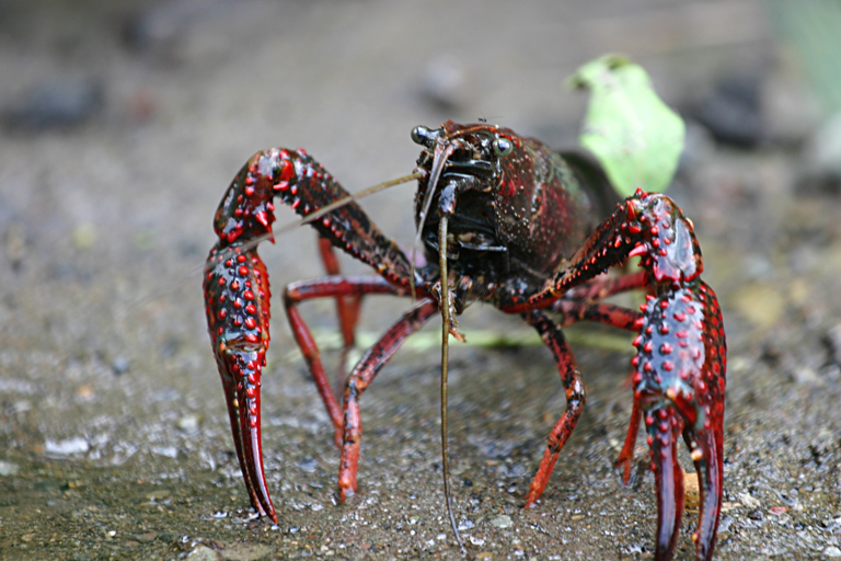 cranc de riu americà (Procambarus clarkii)