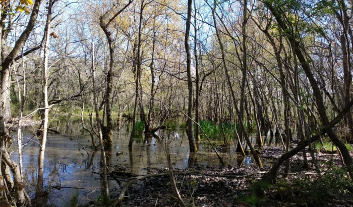 Roureda_de_Can_Verdalet