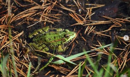 Amfibis Vall de Sant Daniel Naturalistes de Girona
