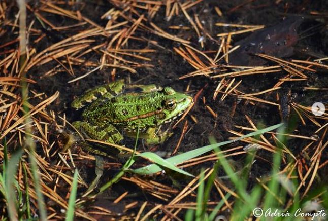 Amfibis Vall de Sant Daniel Naturalistes de Girona