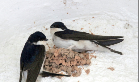 adenc oreneta cuablanca