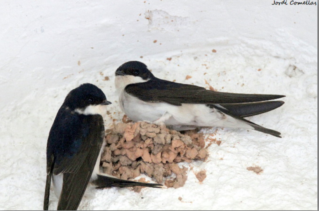 adenc oreneta cuablanca