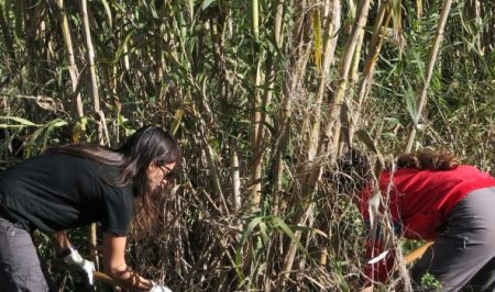 Voluntariat ambiental amb l'Adenc al riu Ripoll