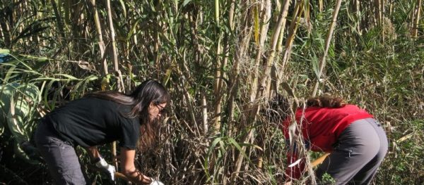 Voluntariat ambiental amb l'Adenc al riu Ripoll