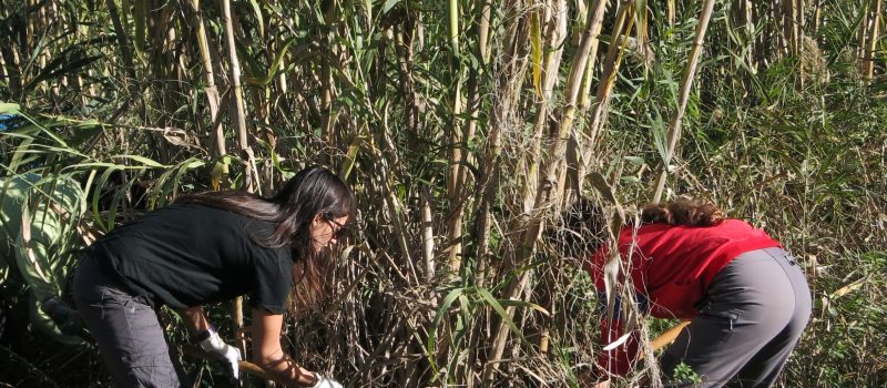 Voluntariat ambiental amb l'Adenc al riu Ripoll