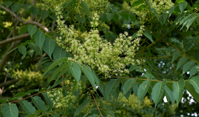 ailanthus altissima
