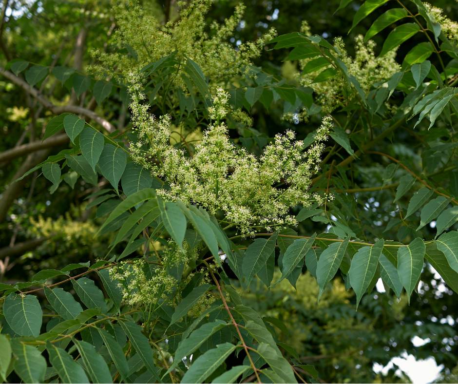 ailanthus altissima
