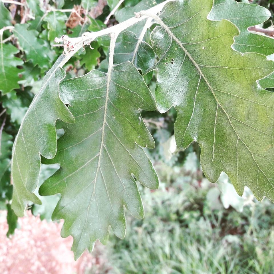 arba bages roure martinenc