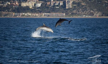 associació cetacea dofins