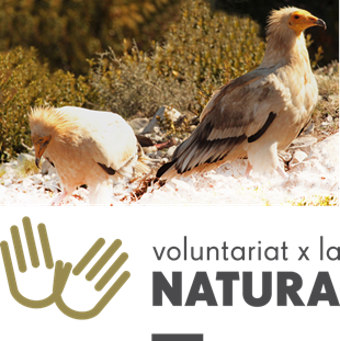 voluntariat a la Muntanya d'Alinyà