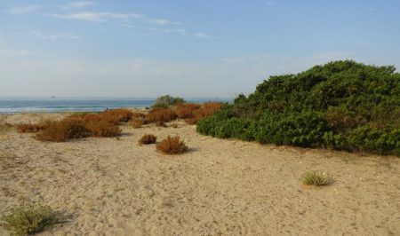 voluntariat ambiental Associació Aurora