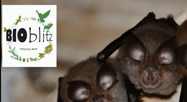 bioblitz solsones 2