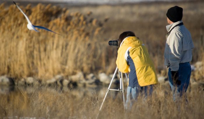 birdwatching amb ocell
