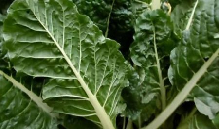 Espigolada de bledes