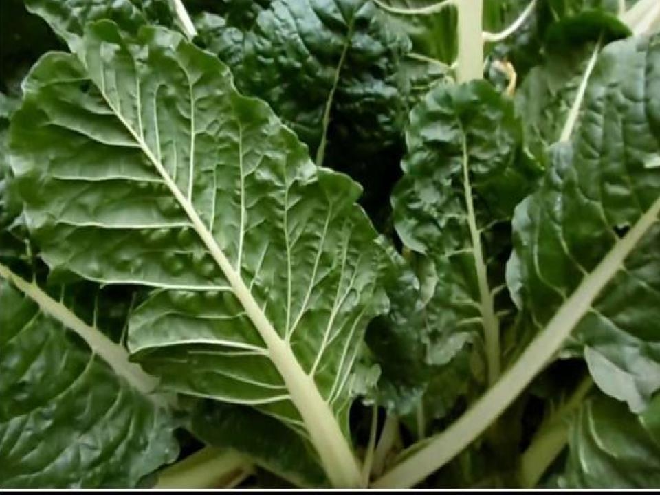 Espigolada de bledes