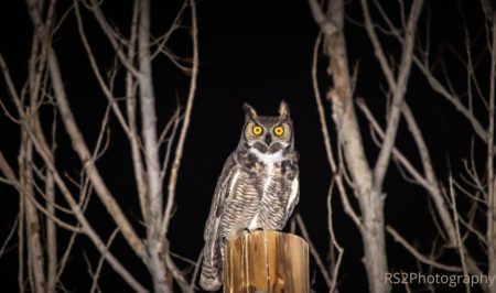 Bubo bubo cc RS2Photography