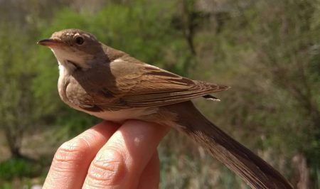 cea alt ter ocell anellament