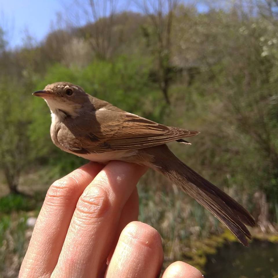 cea alt ter ocell anellament