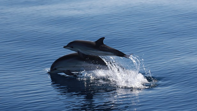 cetacea dofins