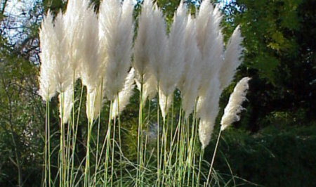 cortaderia