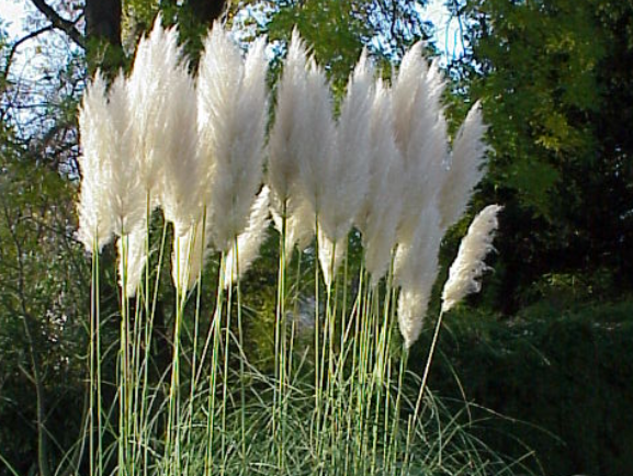 cortaderia